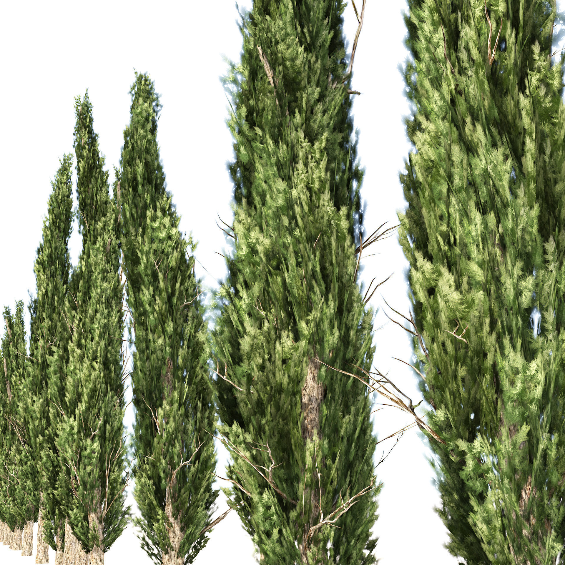 Mediterranean cypress trees Low-poly 3D model_3