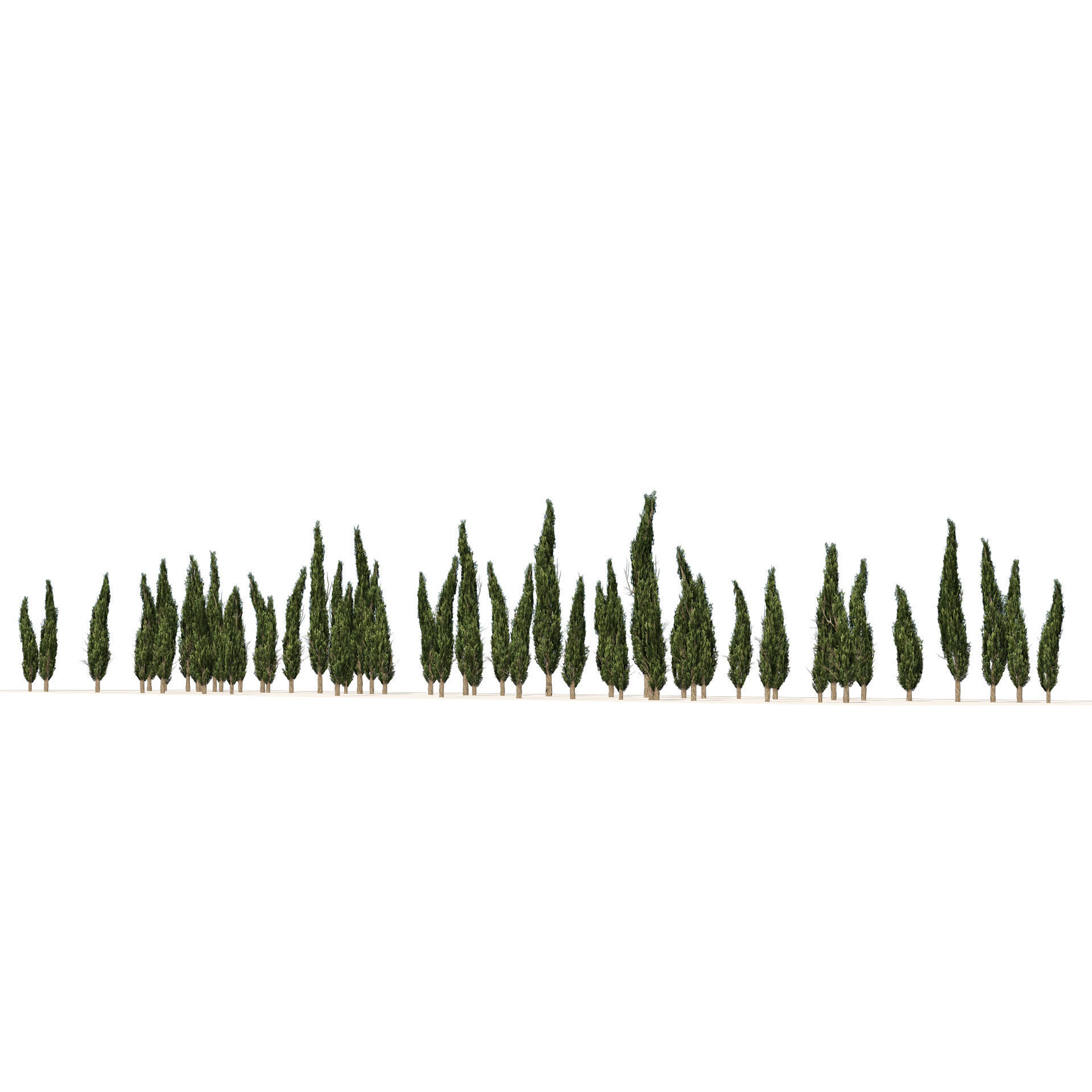 Mediterranean cypress trees Low-poly 3D model_5