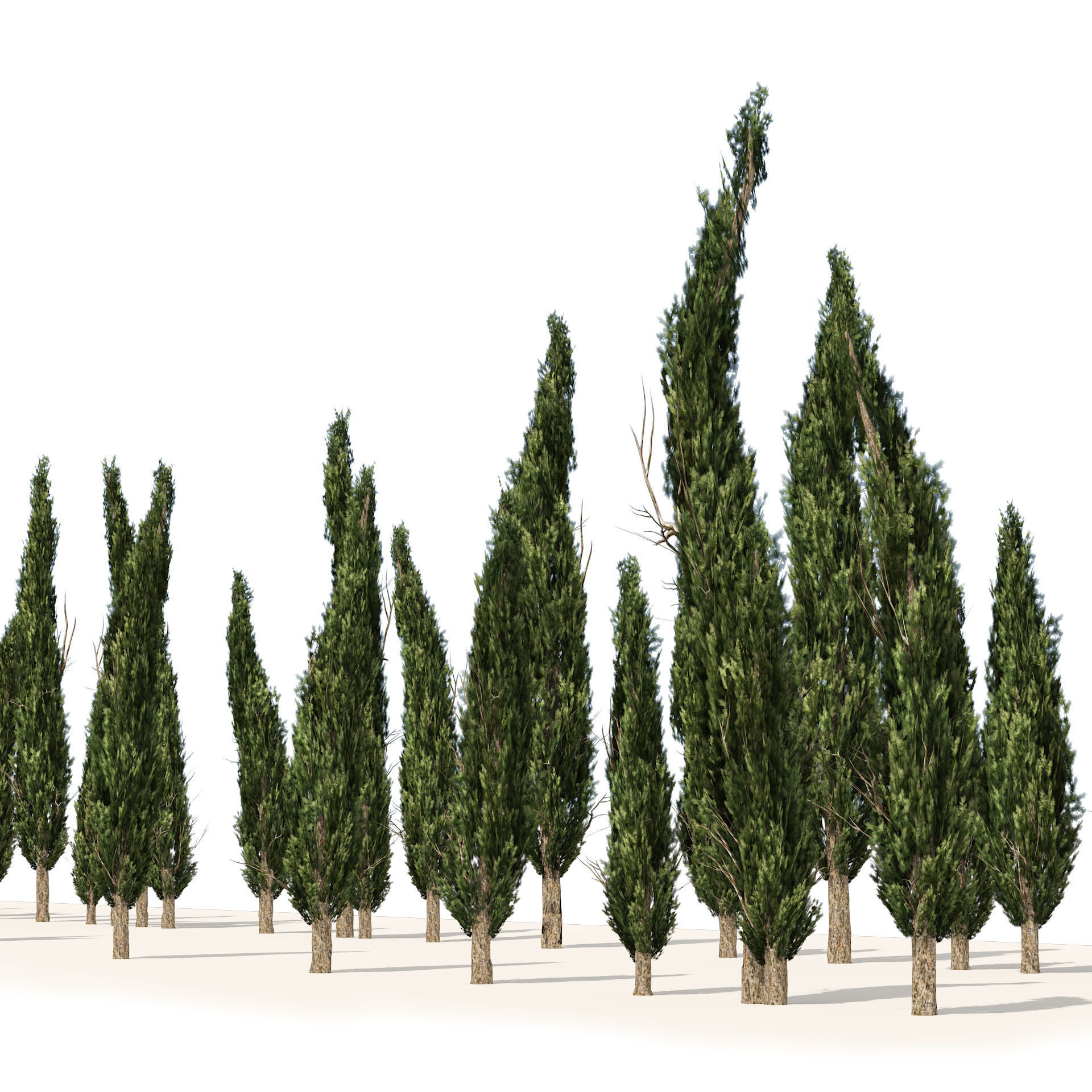 Mediterranean cypress trees Low-poly 3D model_2
