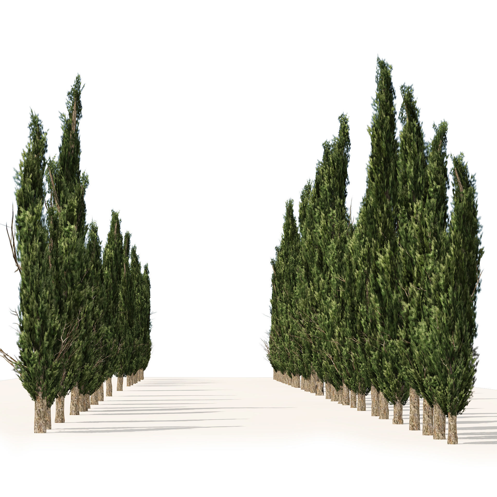 Mediterranean cypress trees Low-poly 3D model_4