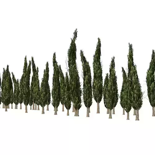 Mediterranean cypress trees Low-poly 3D model