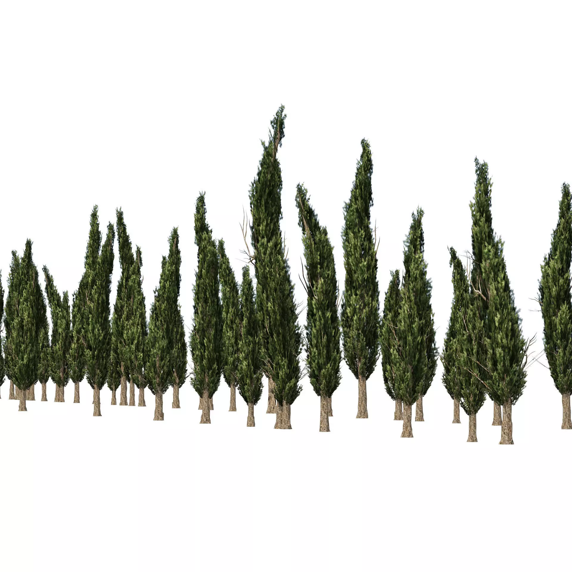 Mediterranean cypress trees Low-poly 3D model_0
