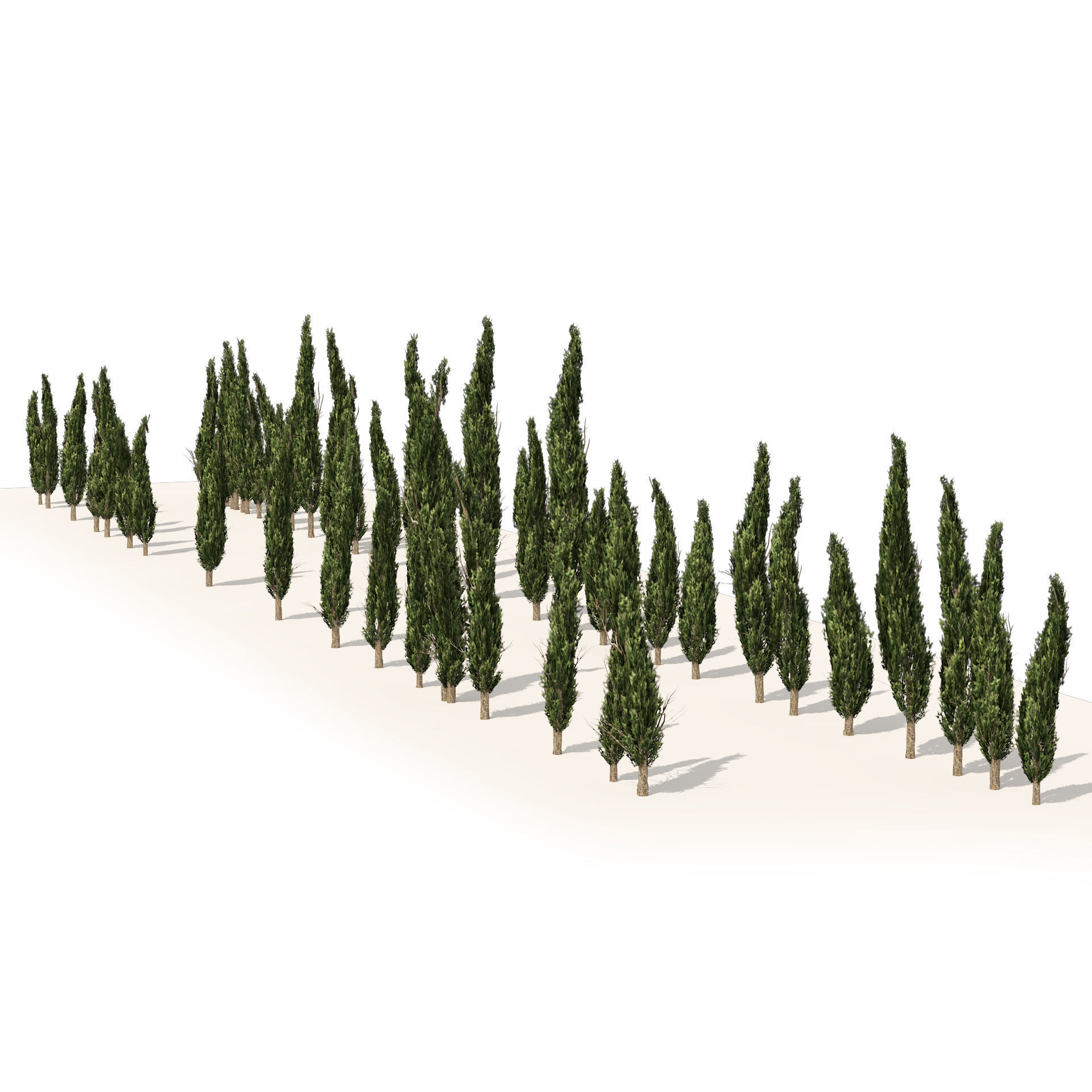 Mediterranean cypress trees Low-poly 3D model_1