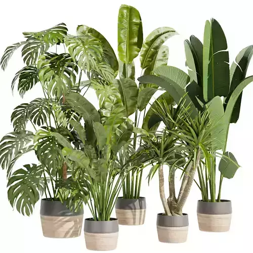 Collection plant vol 452 - indoor - palm - banana - monstera