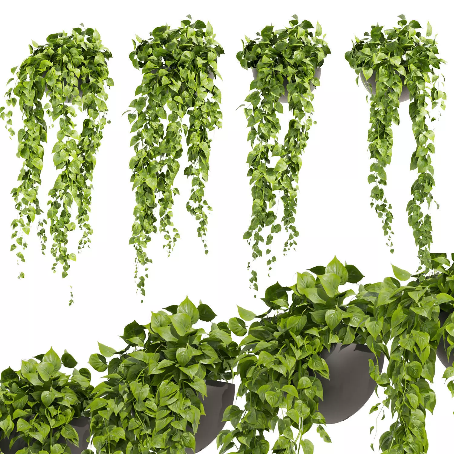 Collection plant vol 454 - pothos - ampelous - hanging 3D model_0