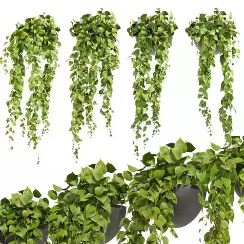 Collection plant vol 454 - pothos - ampelous - hanging 3D model