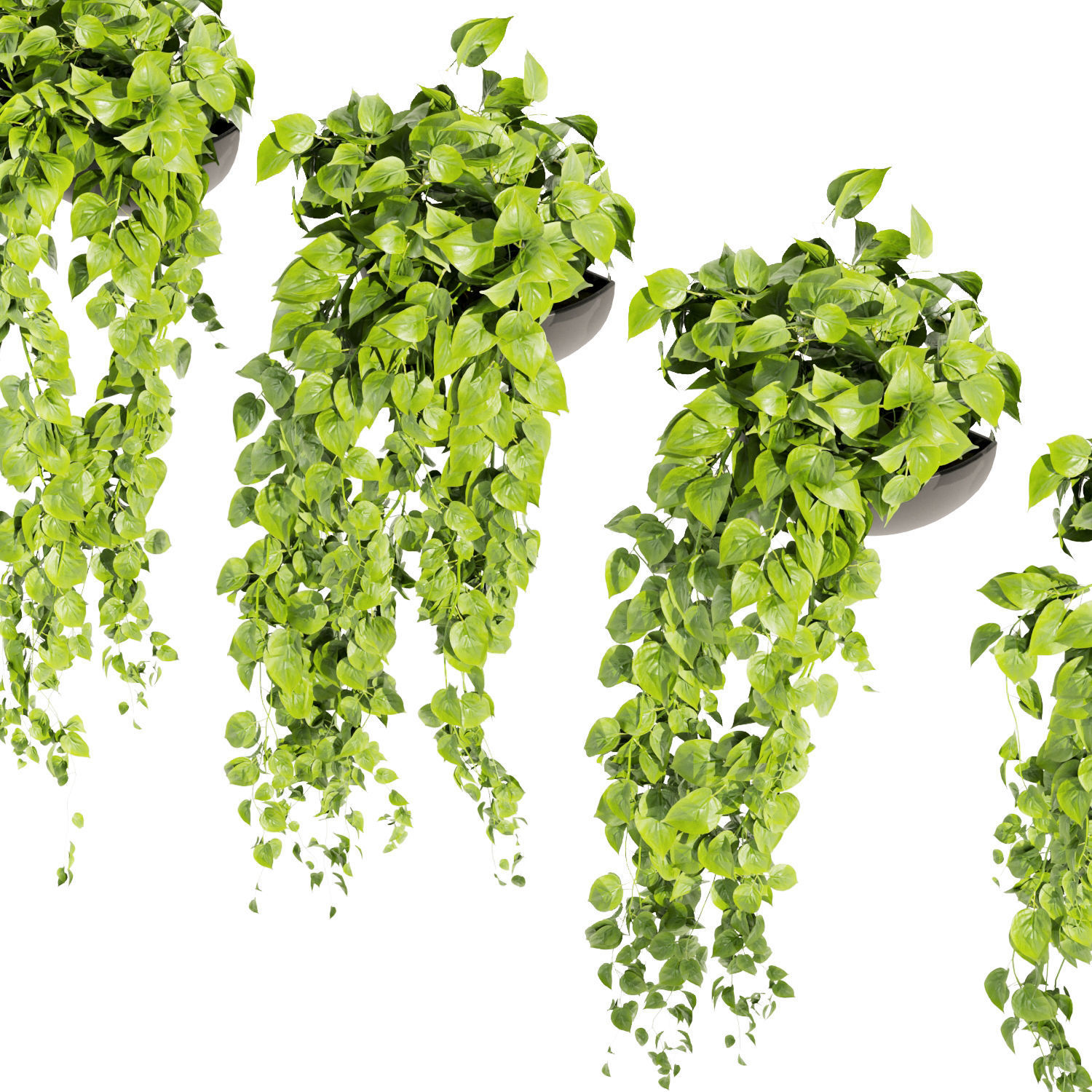 Collection plant vol 454 - pothos - ampelous - hanging 3D model_2