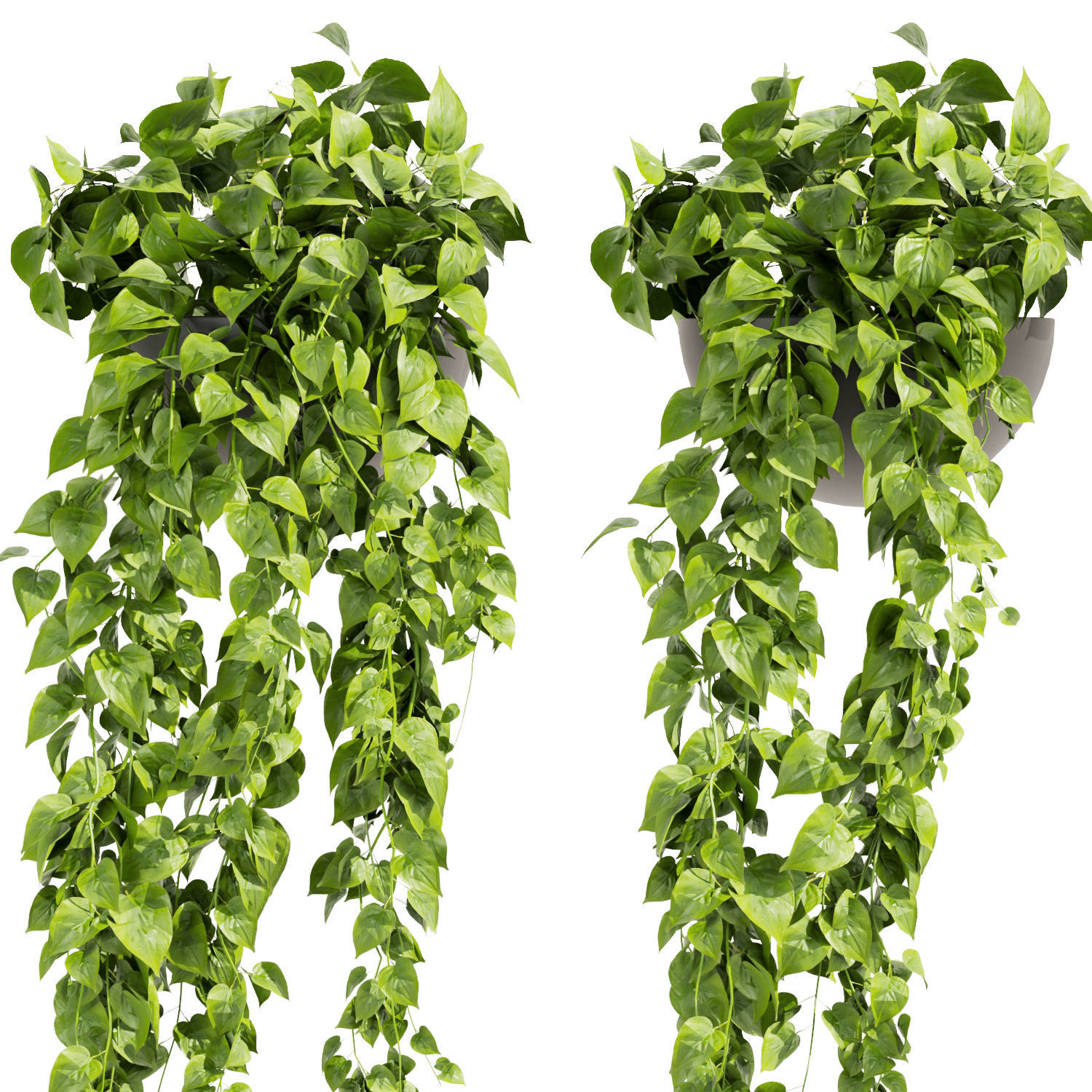 Collection plant vol 454 - pothos - ampelous - hanging 3D model_4