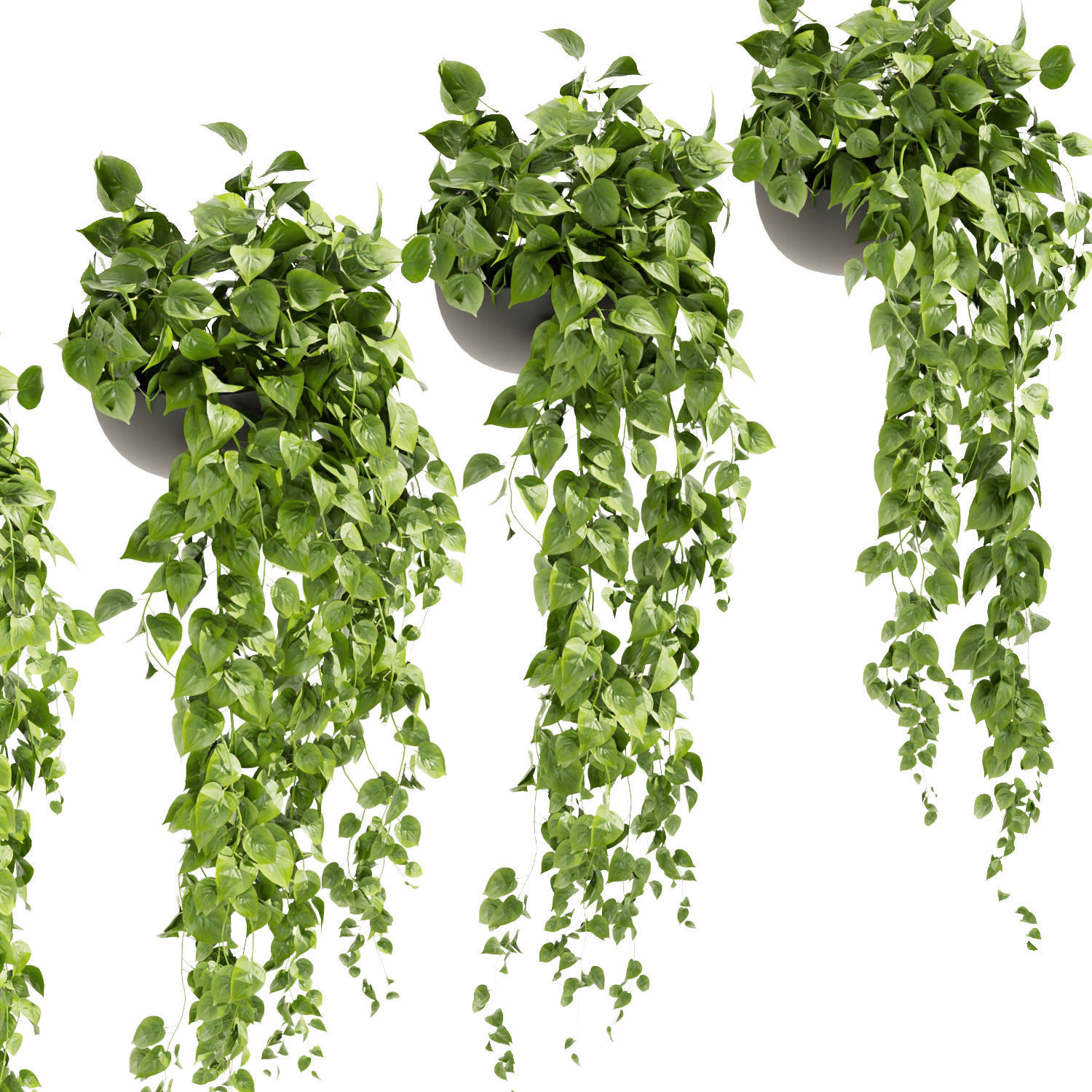 Collection plant vol 454 - pothos - ampelous - hanging 3D model_1