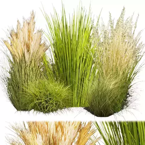 Collection plant vol 455 - grass - Switchgrass - Northwind 