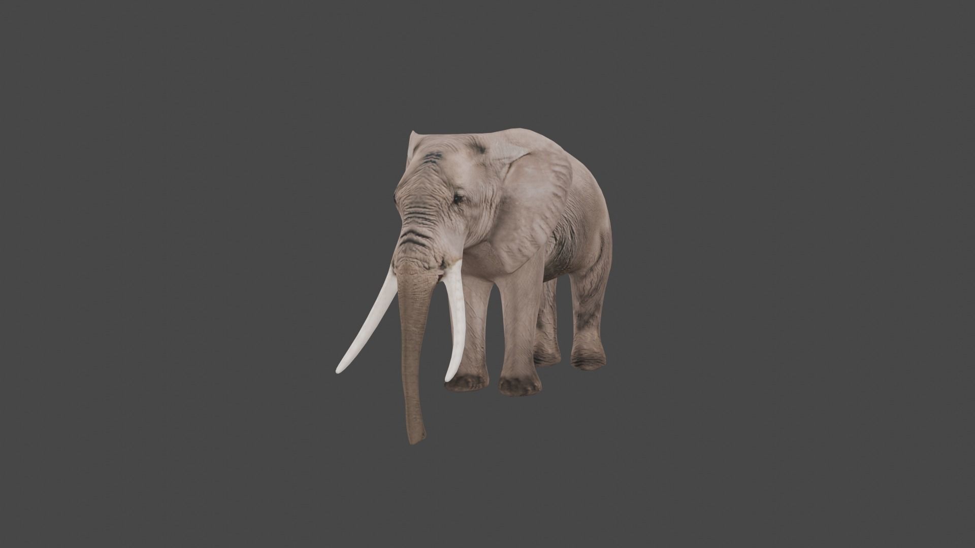 Elephant Animal Low-poly 3D model_2