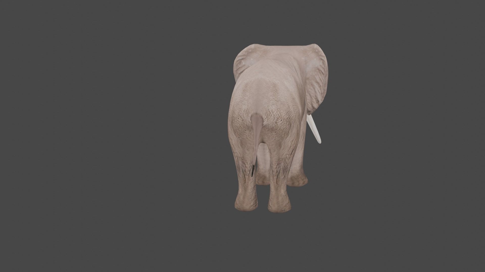 Elephant Animal Low-poly 3D model_8