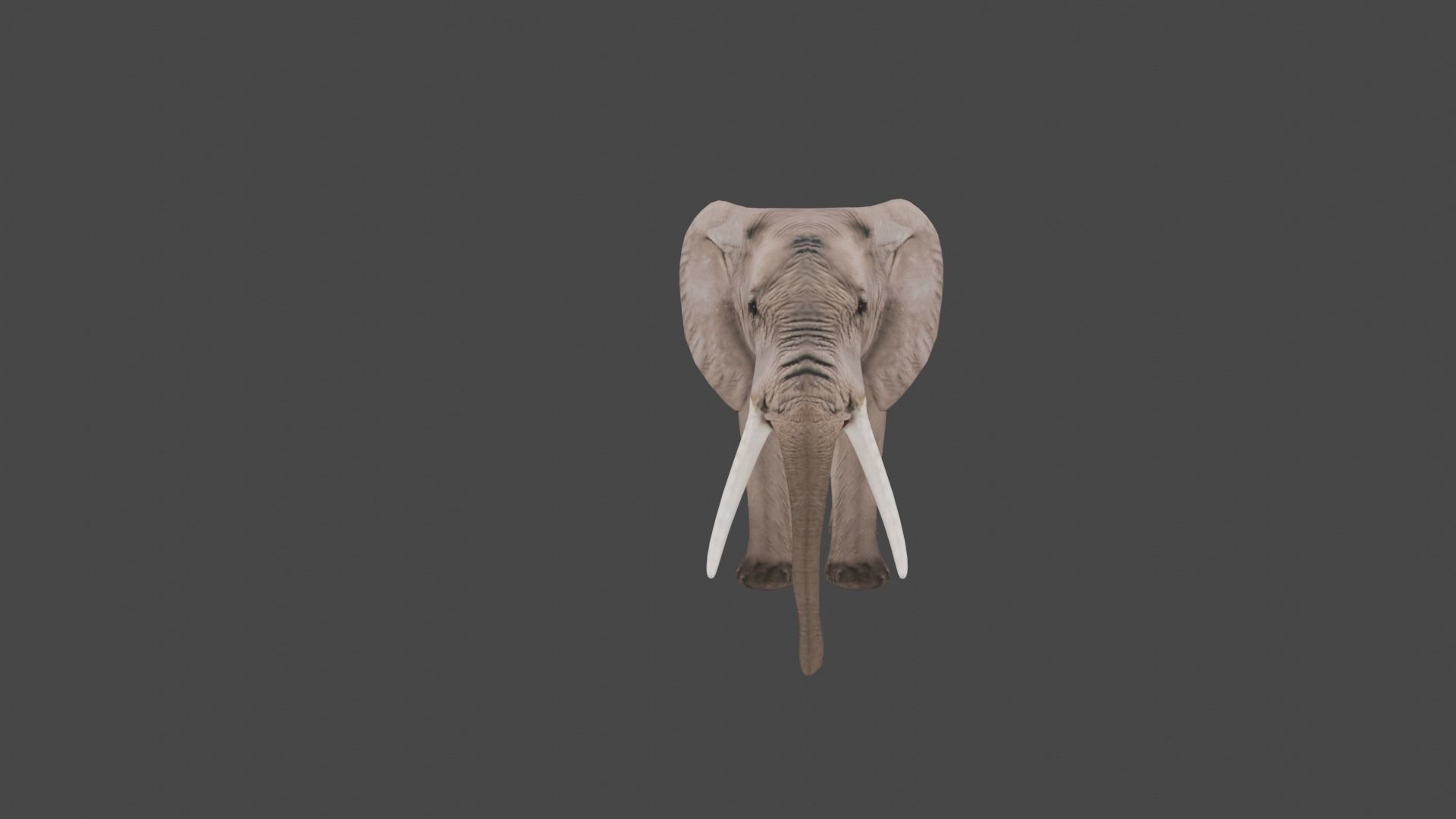 Elephant Animal Low-poly 3D model_3