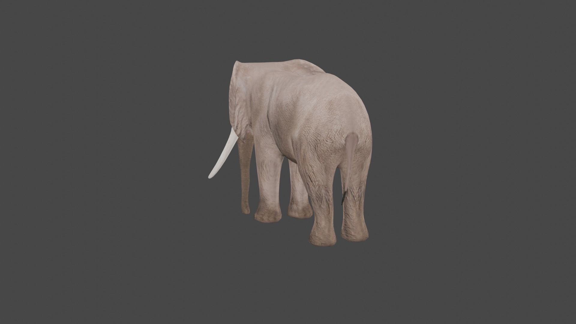 Elephant Animal Low-poly 3D model_9