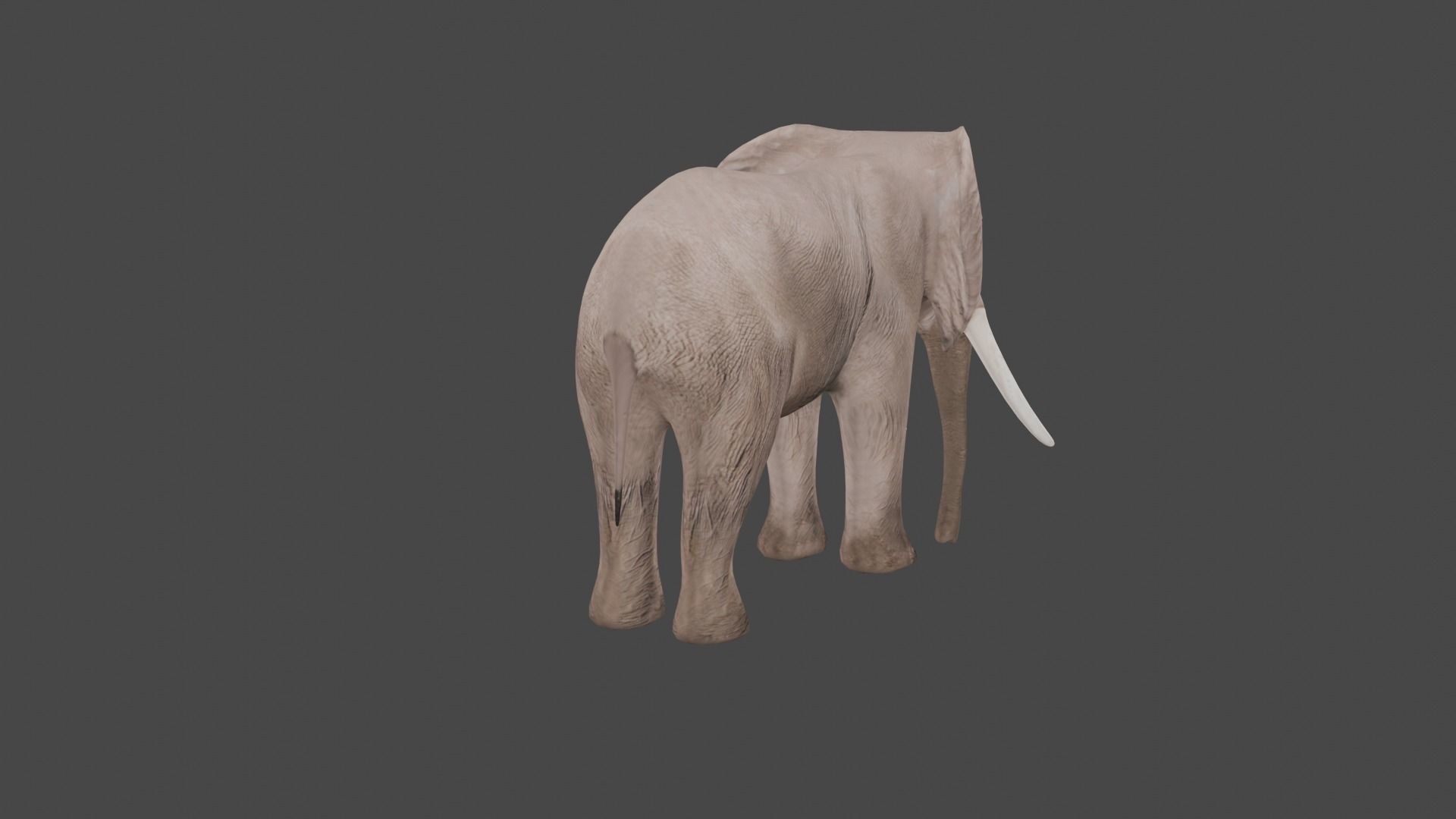 Elephant Animal Low-poly 3D model_7