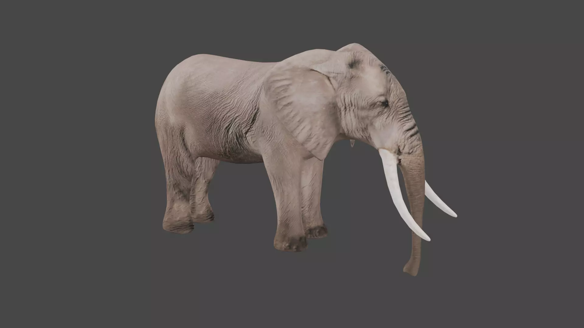 Elephant Animal Low-poly 3D model_0