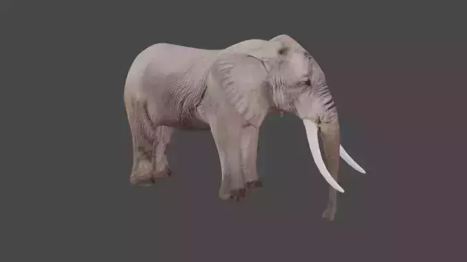 Elephant Animal Low-poly 3D model