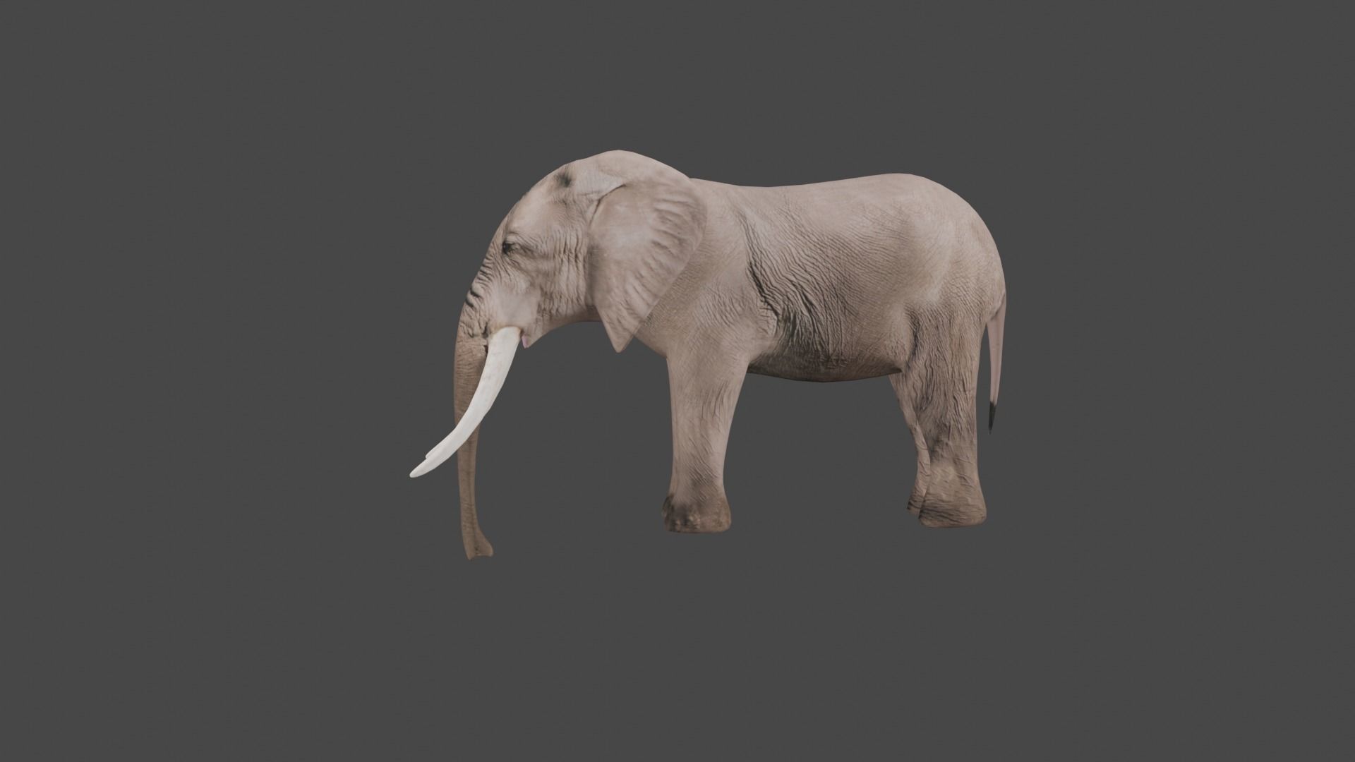 Elephant Animal Low-poly 3D model_12