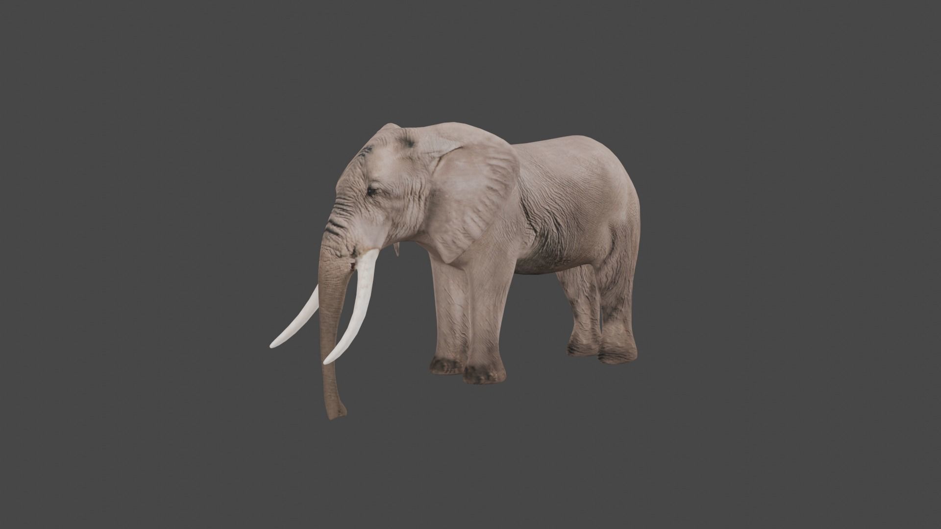 Elephant Animal Low-poly 3D model_13