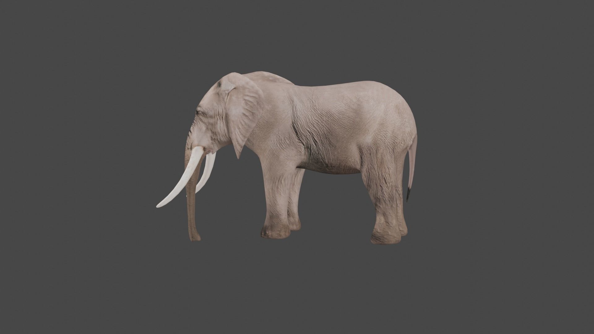Elephant Animal Low-poly 3D model_11