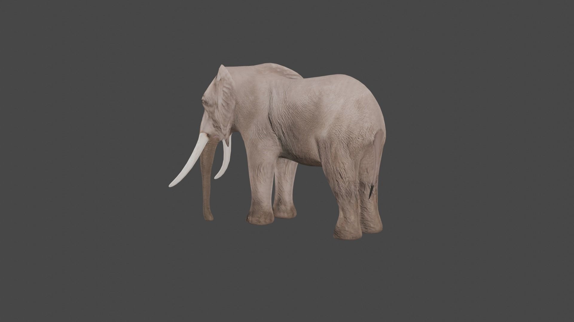 Elephant Animal Low-poly 3D model_10