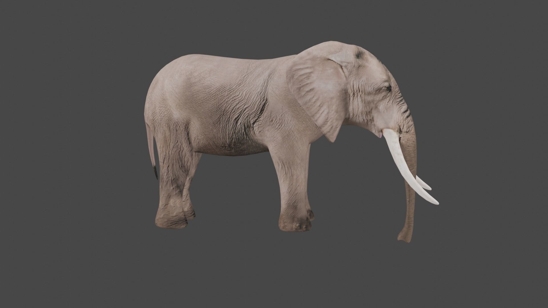 Elephant Animal Low-poly 3D model_1