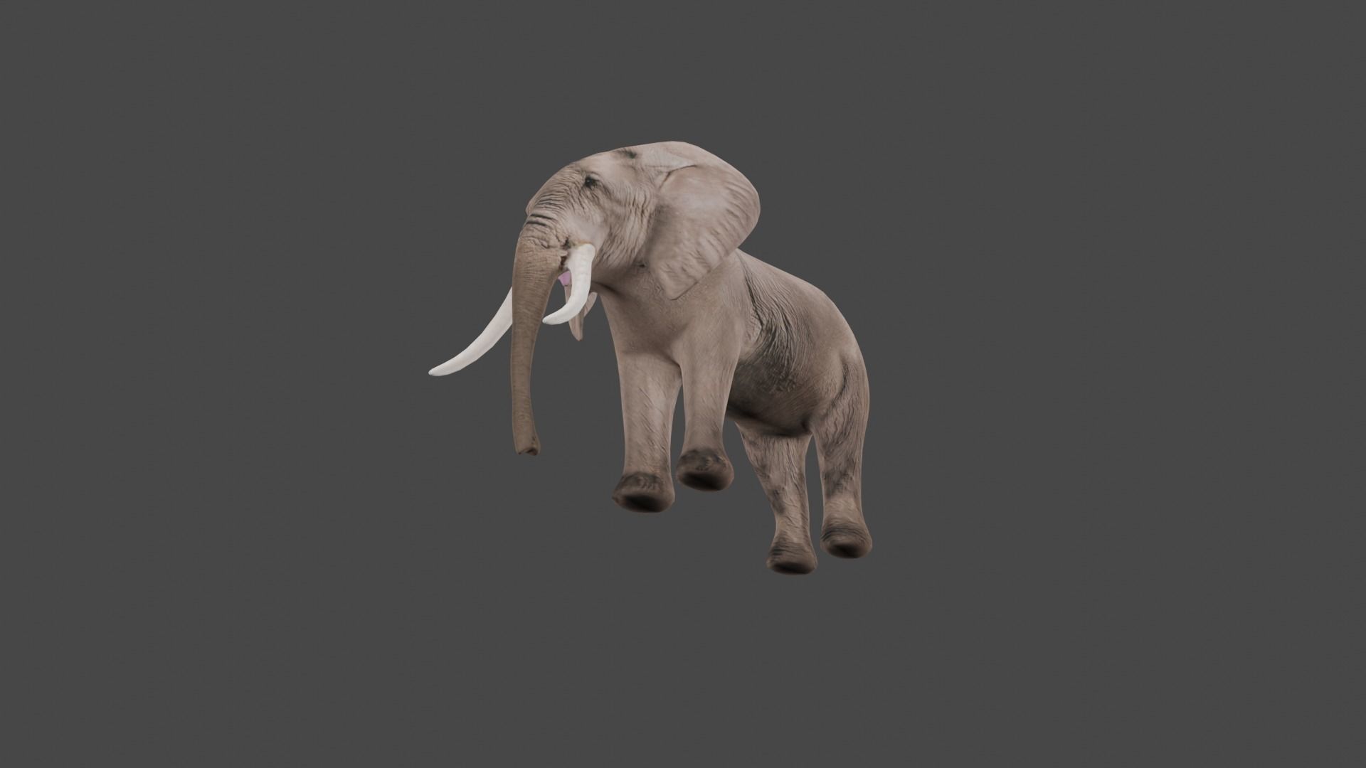 Elephant Animal Low-poly 3D model_5