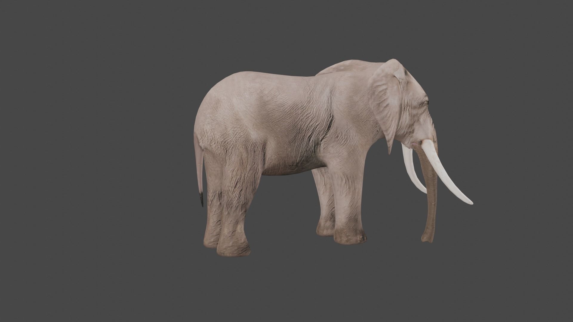 Elephant Animal Low-poly 3D model_6