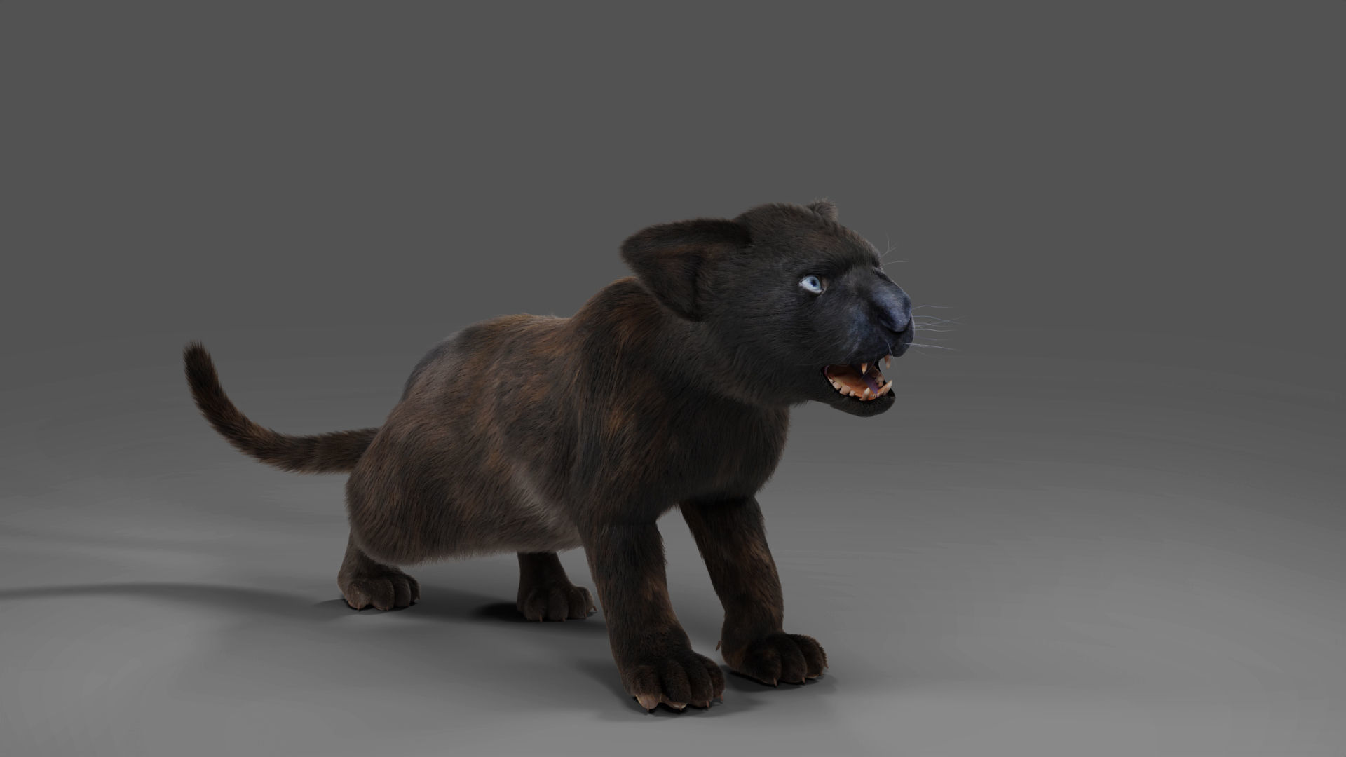 Fur Baby Black Panther Rigged in Blender Low-poly 3D model_2