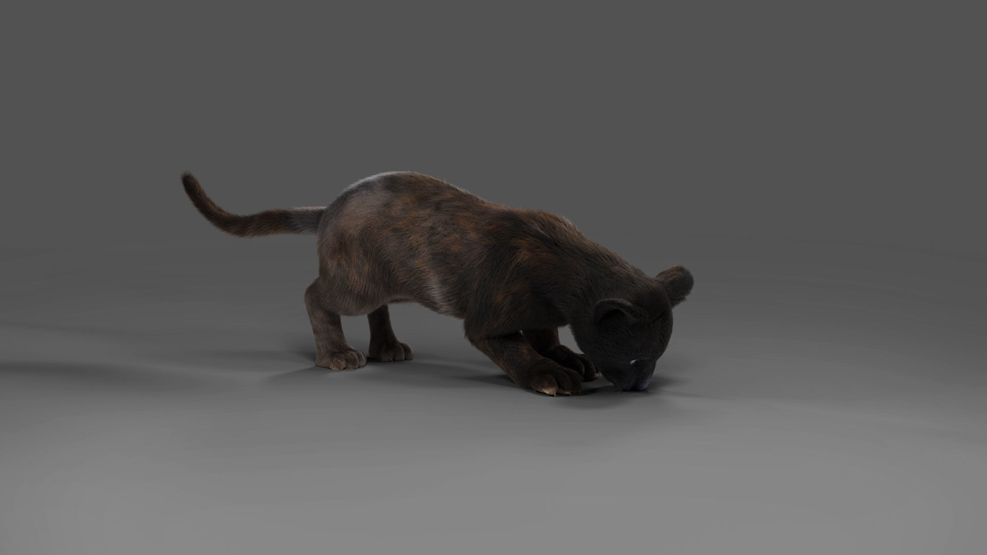 Fur Baby Black Panther Rigged in Blender Low-poly 3D model_4