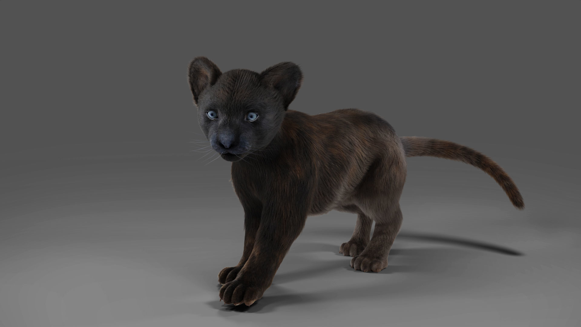 Fur Baby Black Panther Rigged in Blender Low-poly 3D model_5