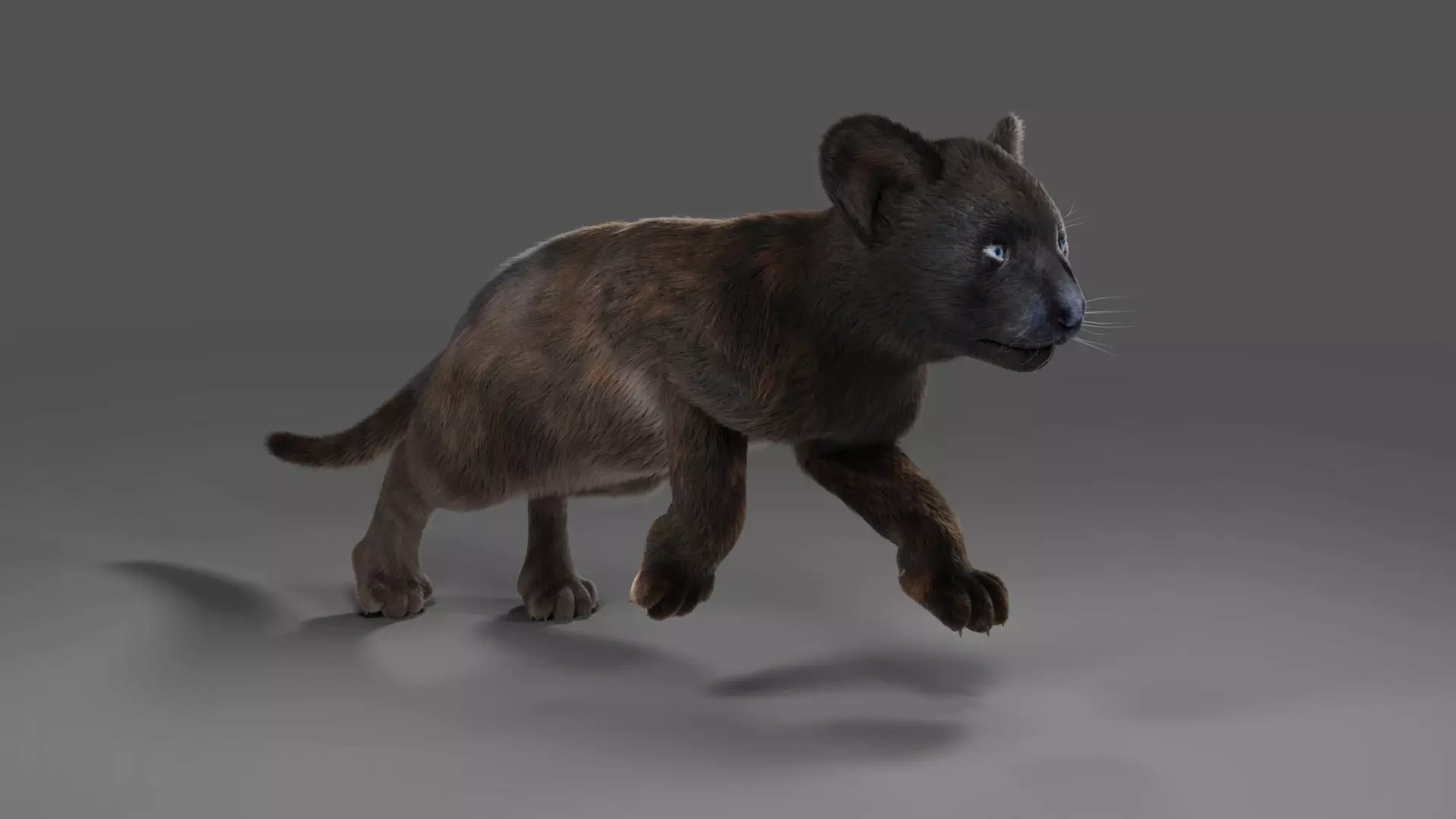 Fur Baby Black Panther Rigged in Blender Low-poly 3D model_0