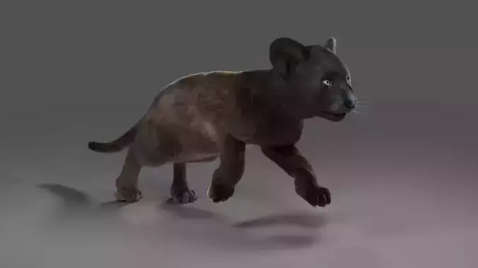 Fur Baby Black Panther Rigged in Blender