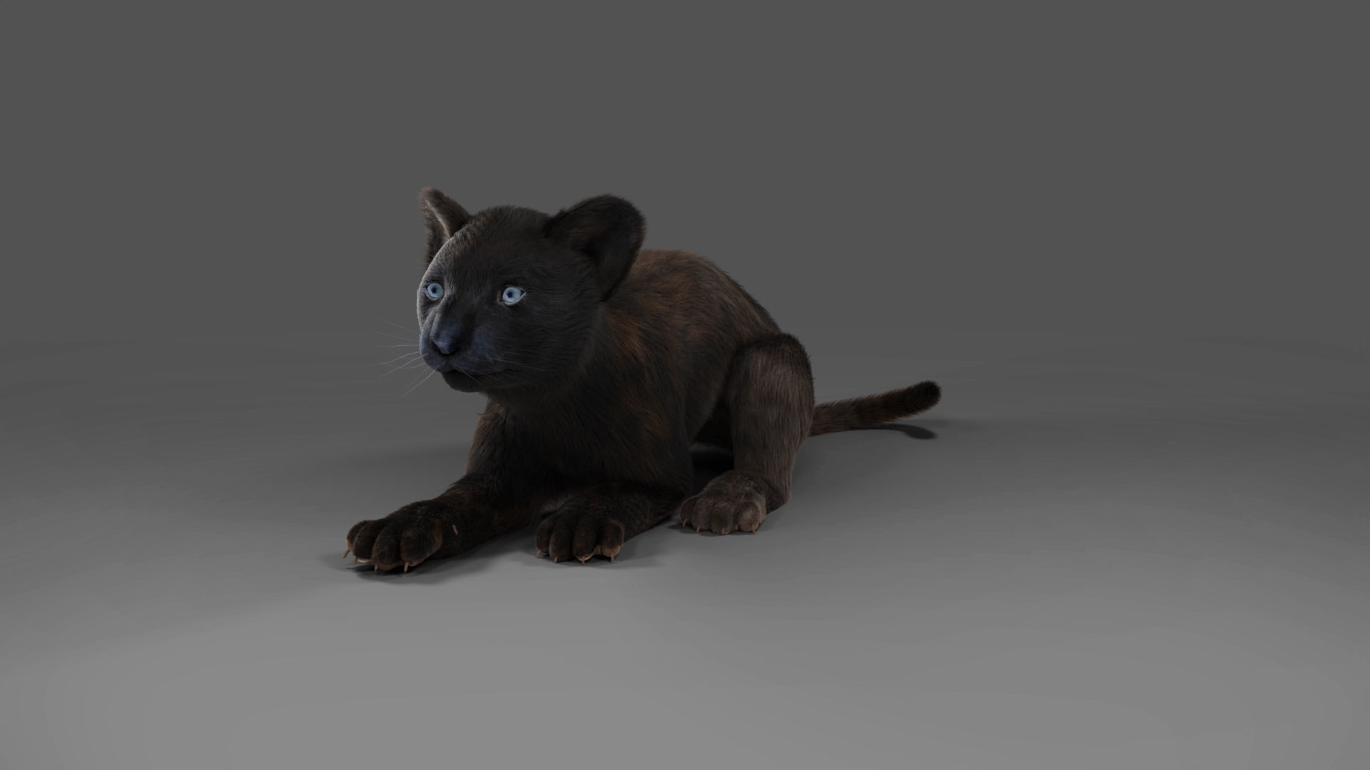 Fur Baby Black Panther Rigged in Blender Low-poly 3D model_3