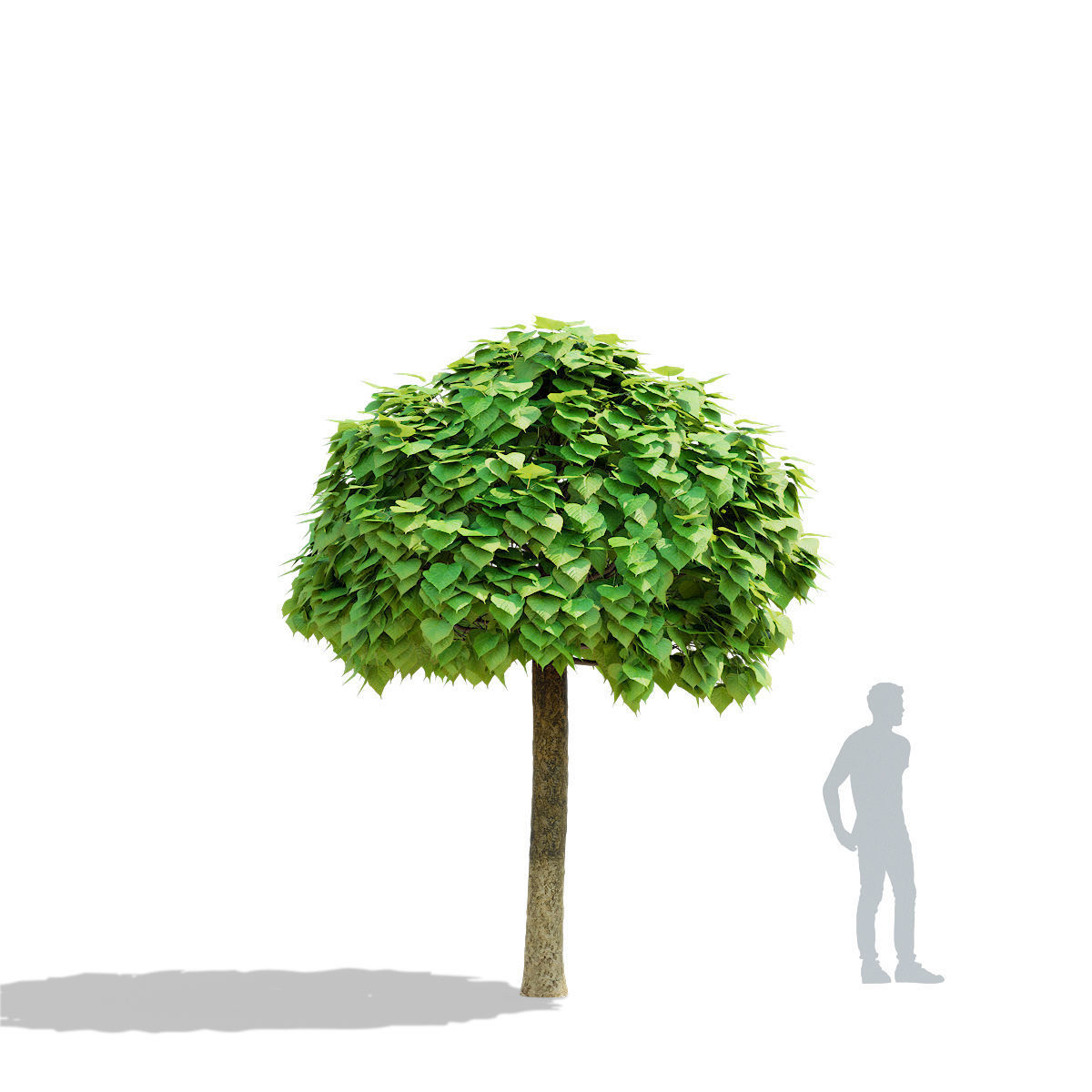 Catalpa bignonioides Nana 3D model_2