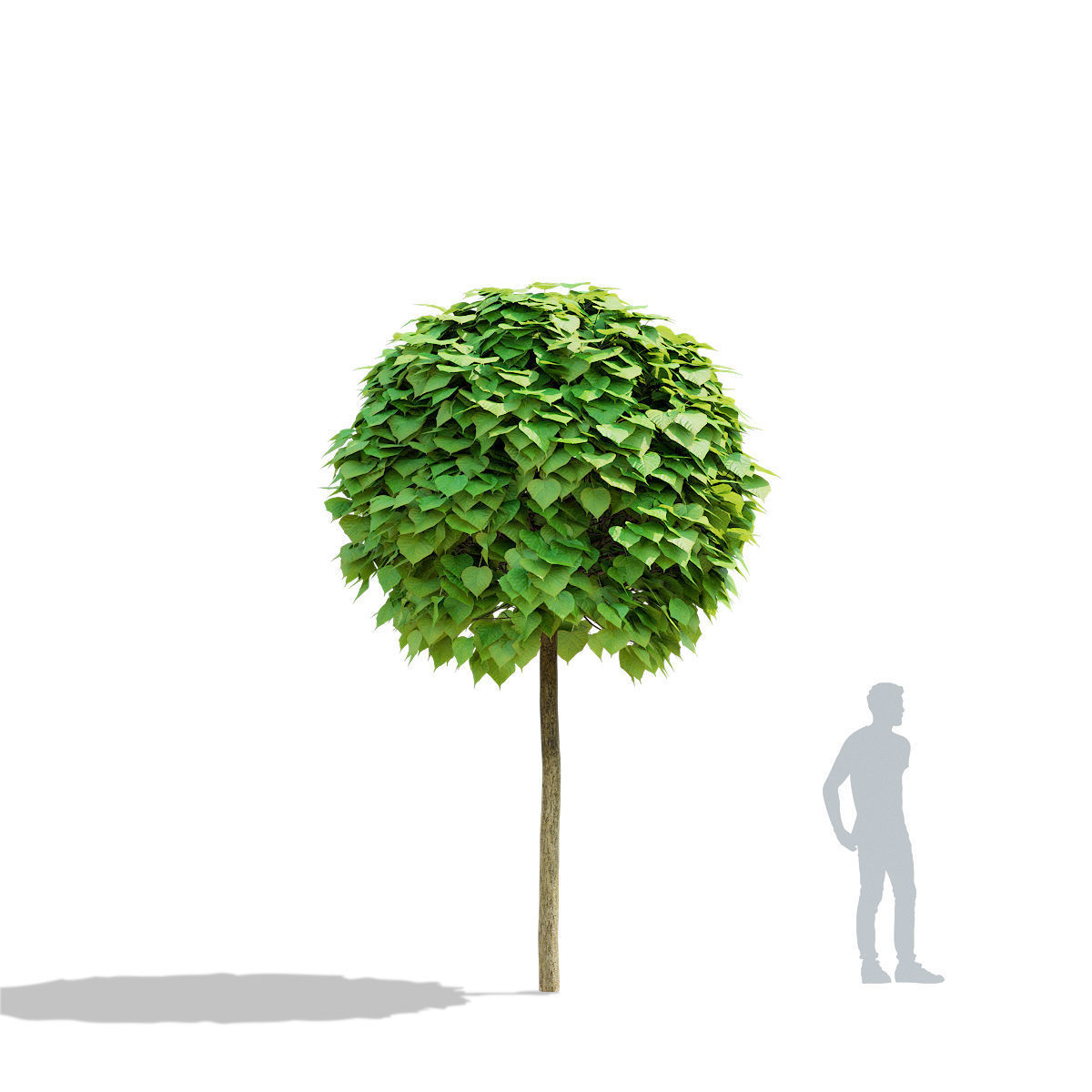 Catalpa bignonioides Nana 3D model_3