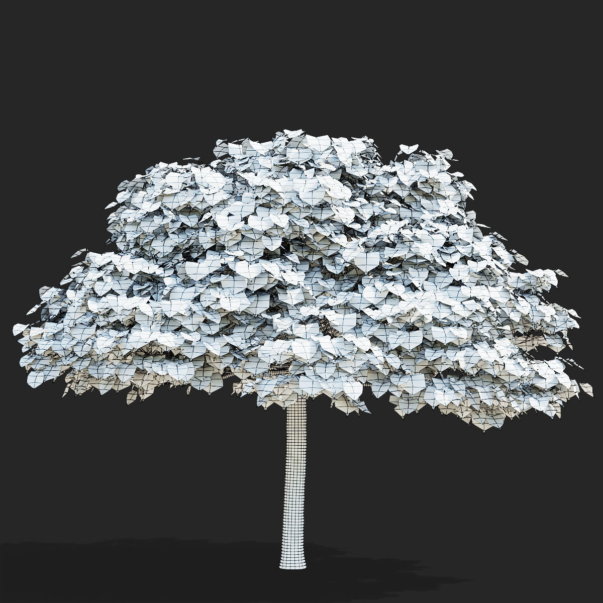 Catalpa bignonioides Nana 3D model_4