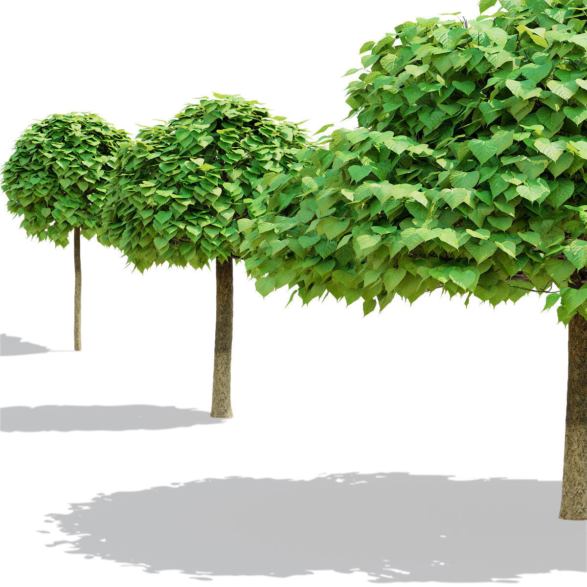 Catalpa bignonioides Nana 3D model_6