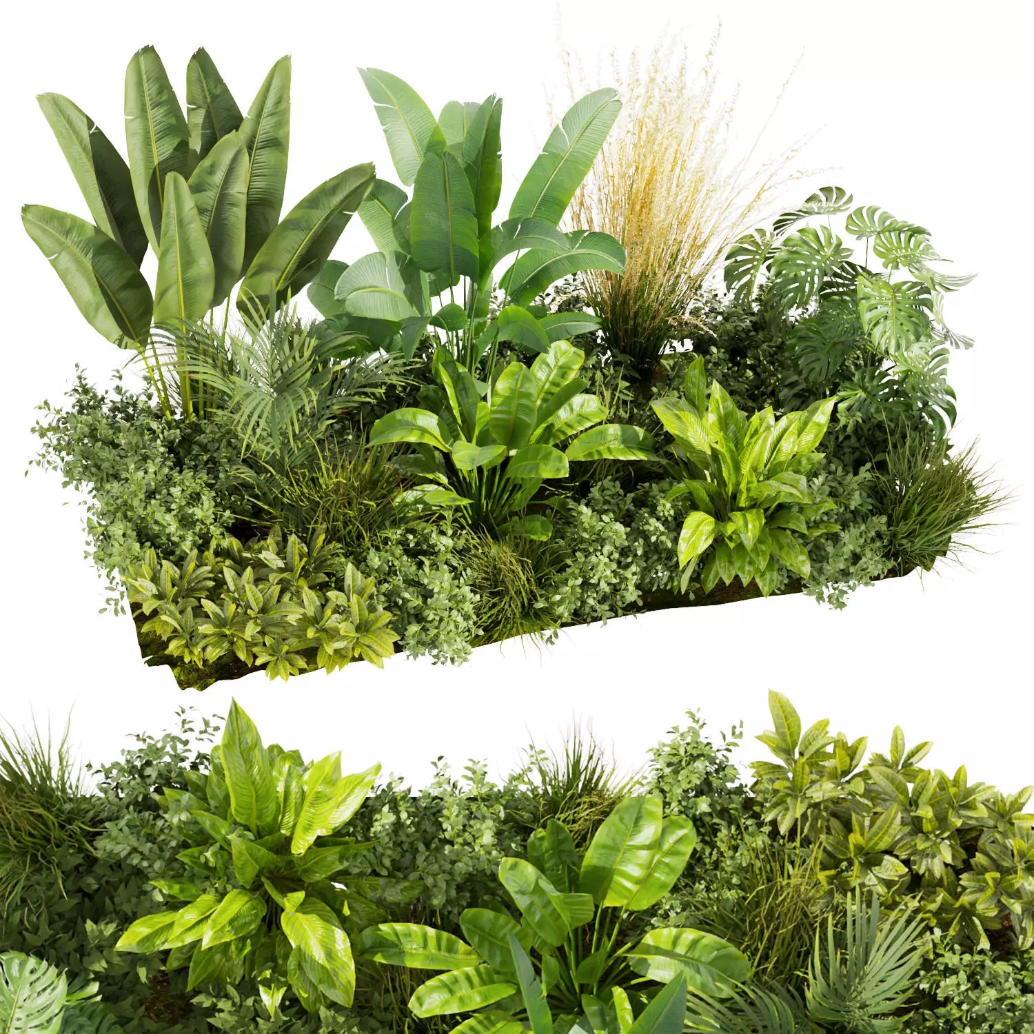 Collection plant vol 456 - indoor - garden - leaf 3D model_0