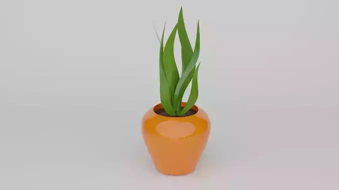 house plant