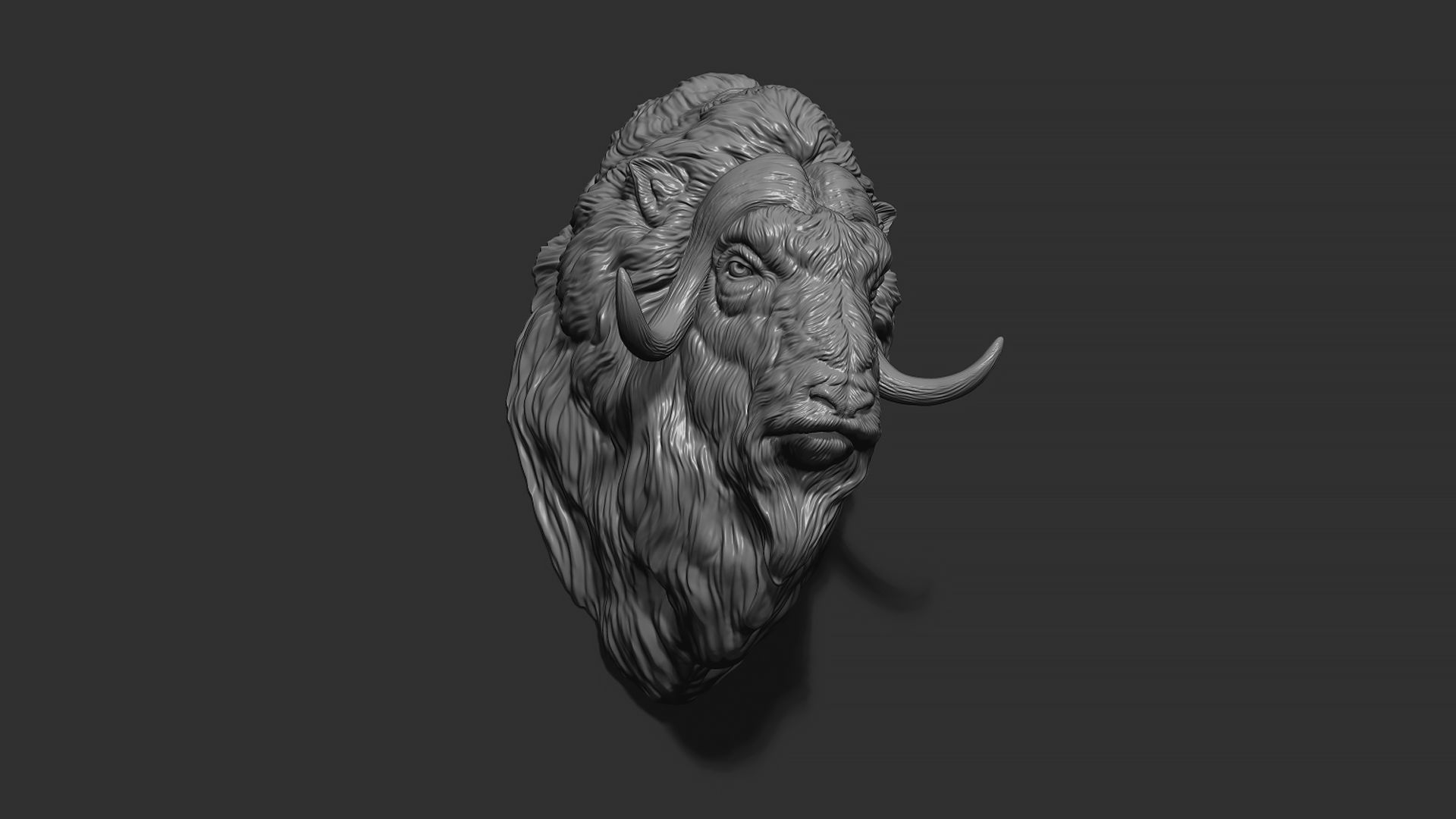 Musk ox head bust 3D print model_3