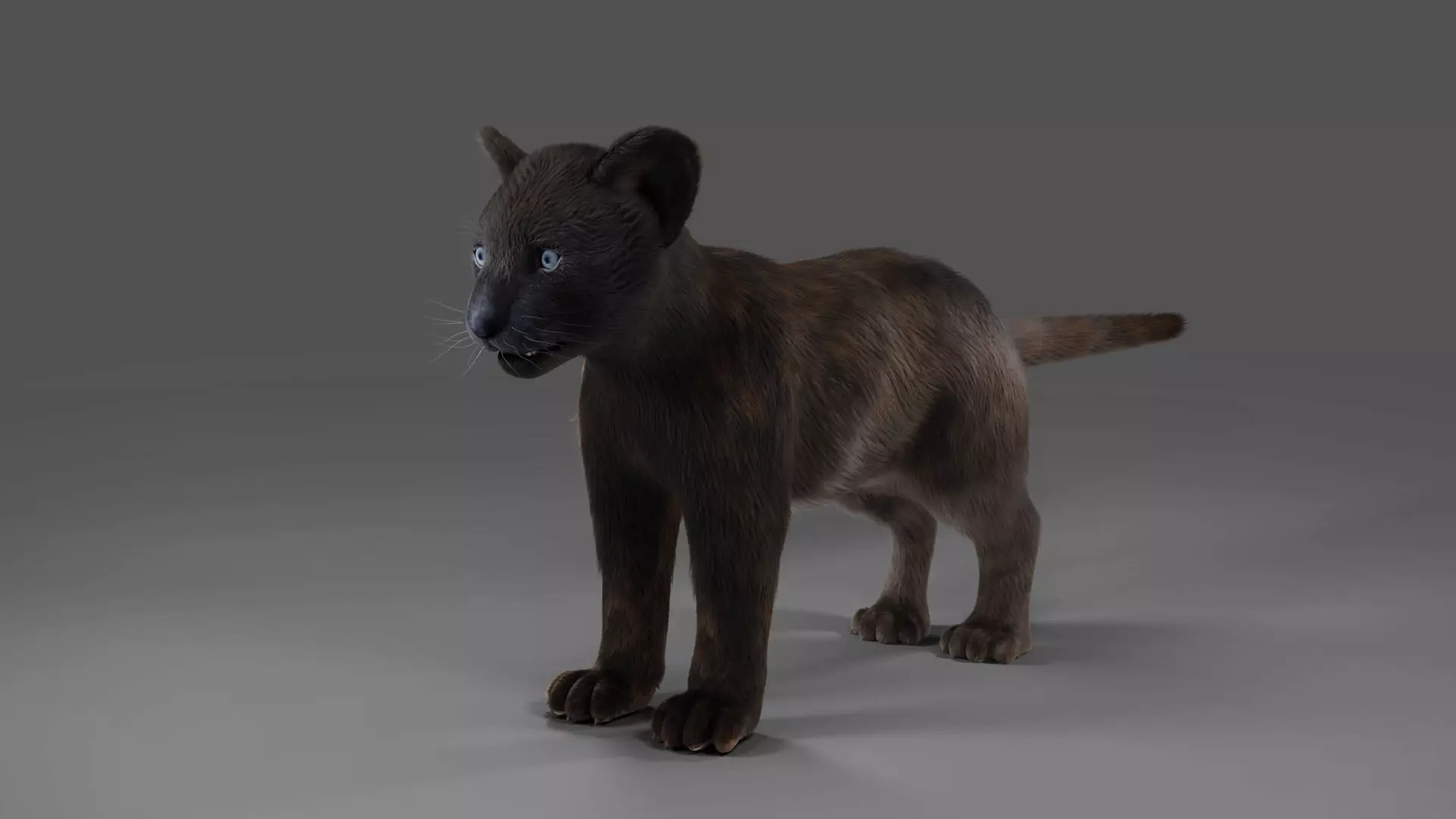 3D Fur Baby Black Panther NO Rigged in Blender Low-poly 3D model_0