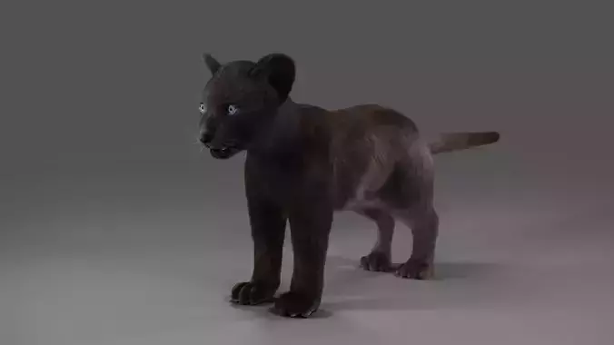 3D Fur Baby Black Panther NO Rigged in Blender