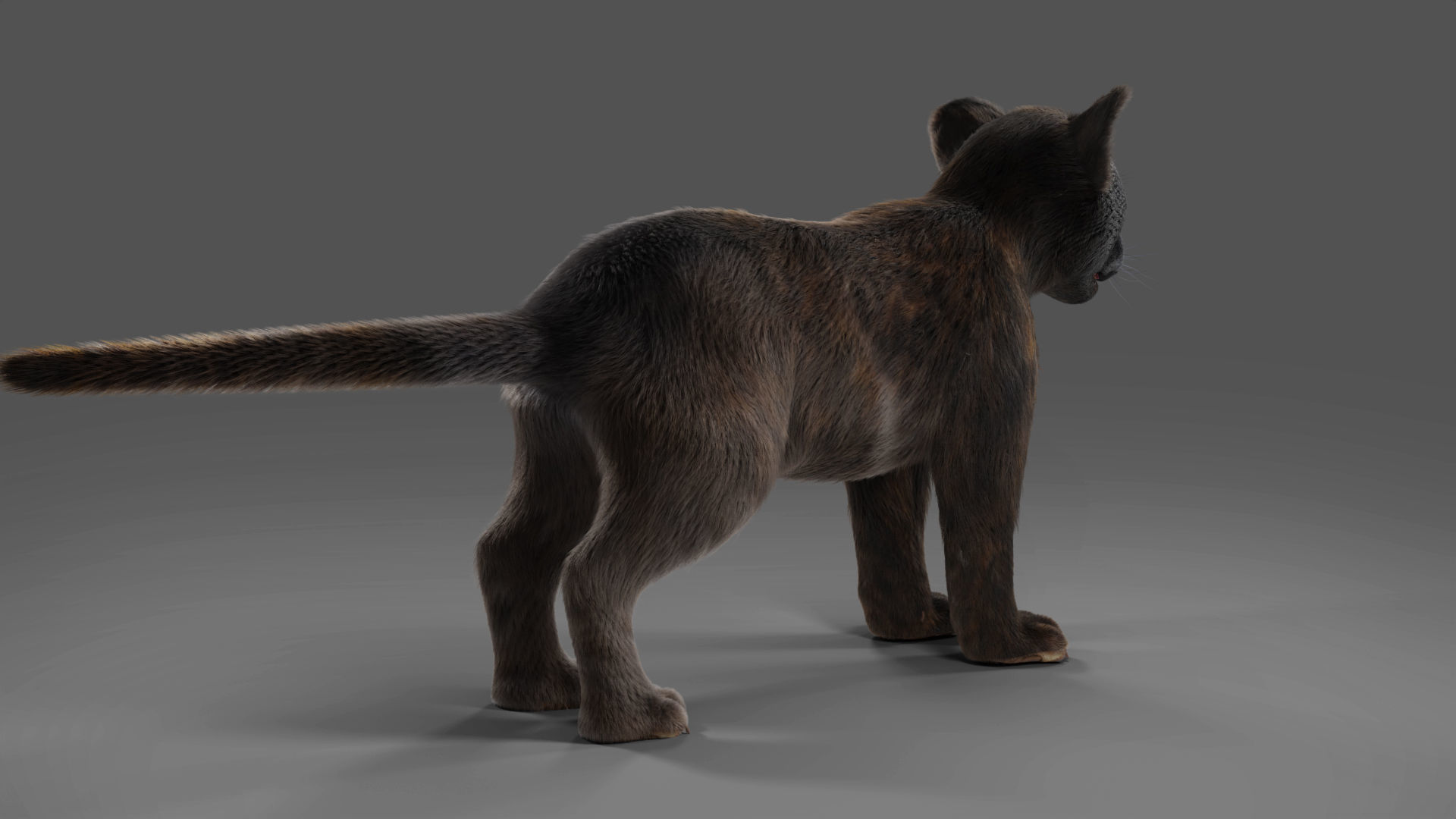 3D Fur Baby Black Panther NO Rigged in Blender Low-poly 3D model_4