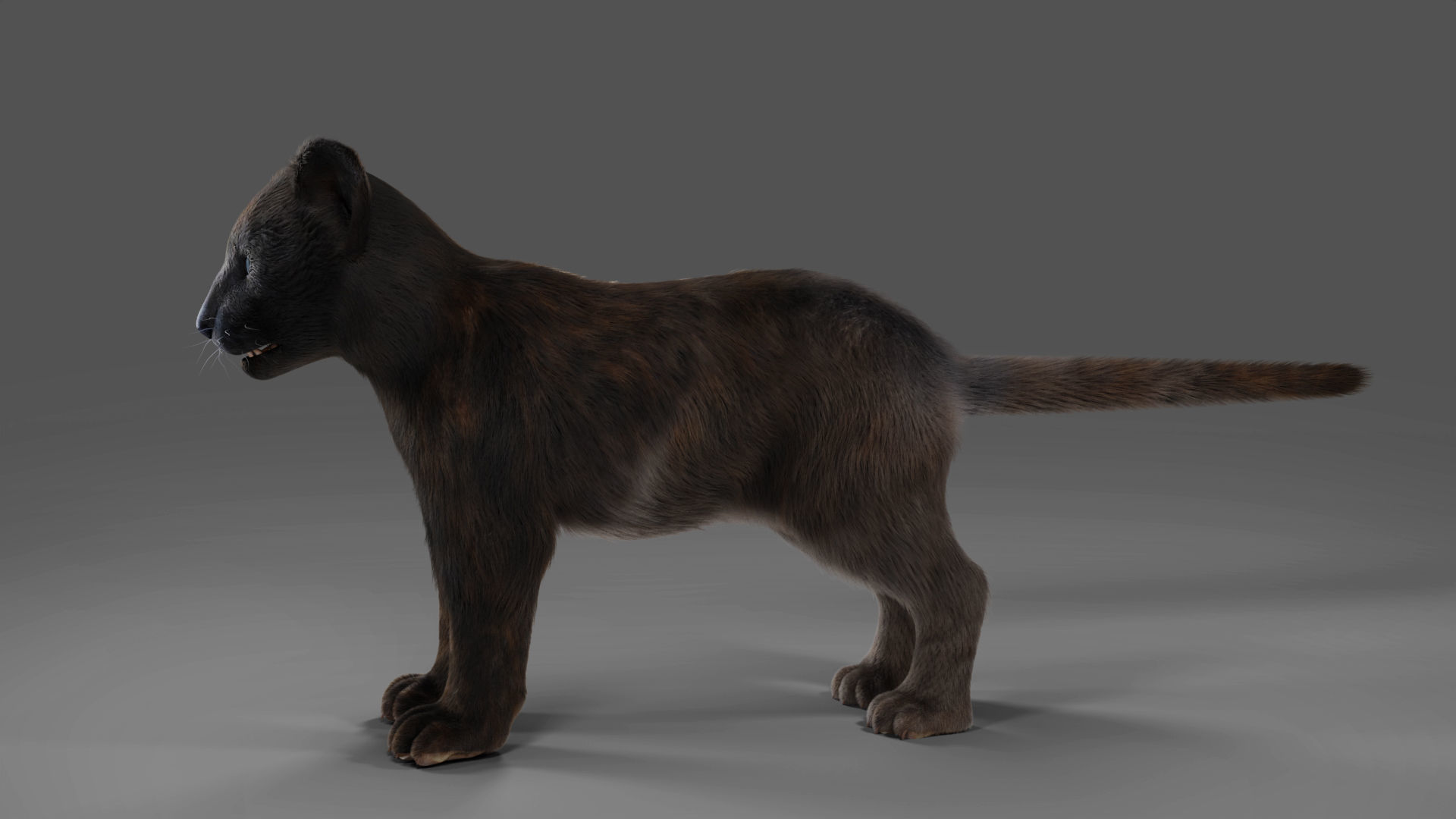 3D Fur Baby Black Panther NO Rigged in Blender Low-poly 3D model_3