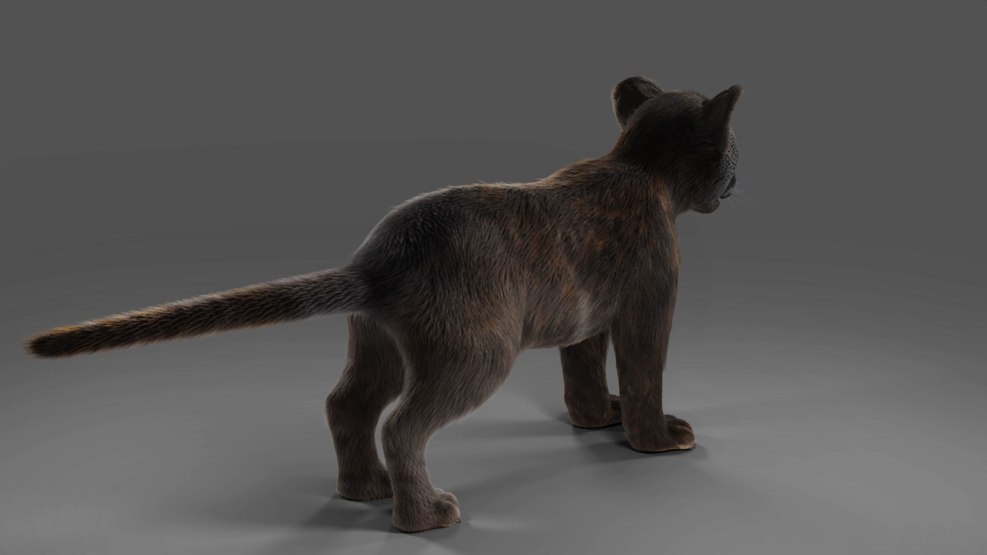 3D Fur Baby Black Panther NO Rigged in Blender Low-poly 3D model_6