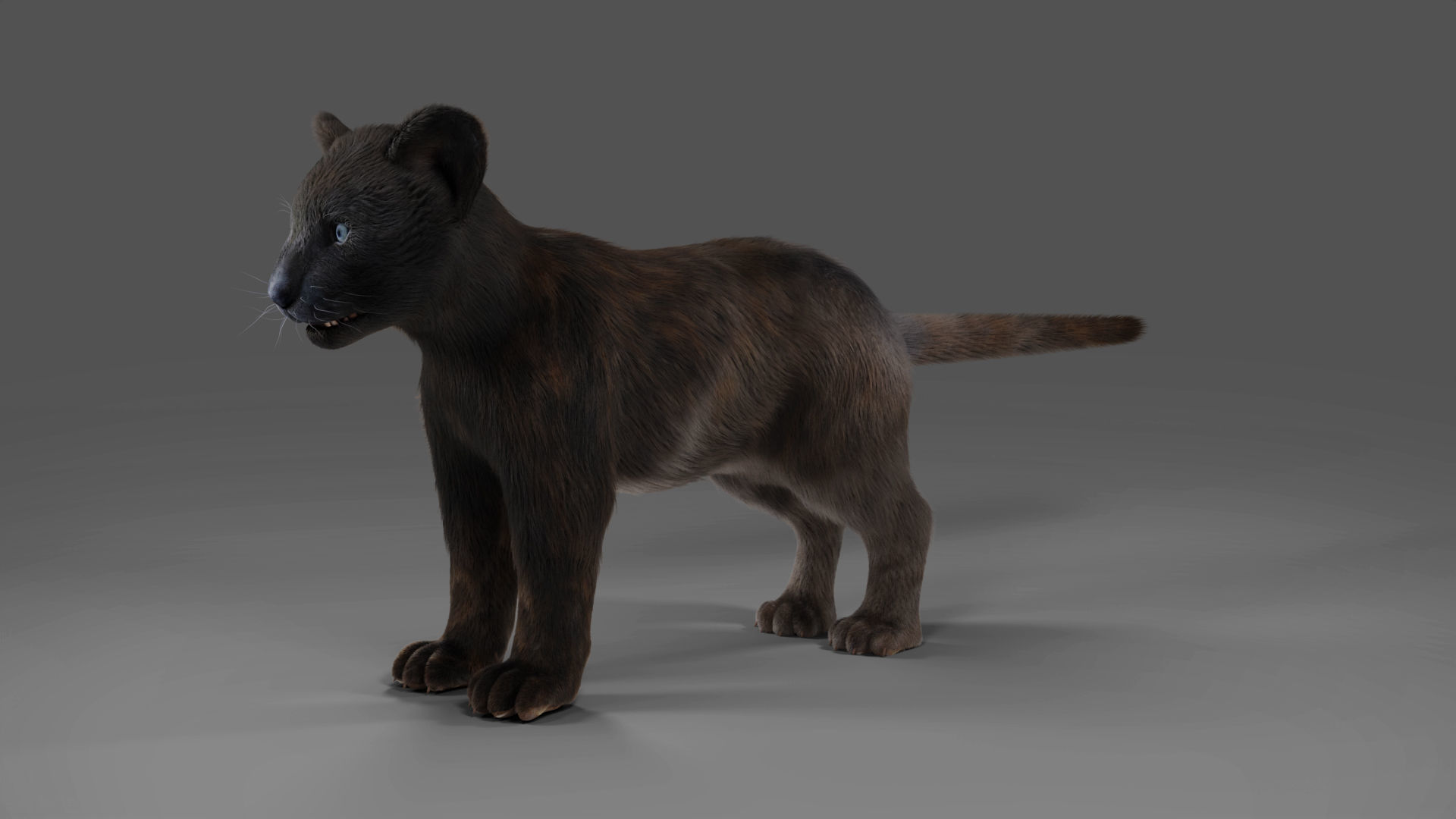 3D Fur Baby Black Panther NO Rigged in Blender Low-poly 3D model_5