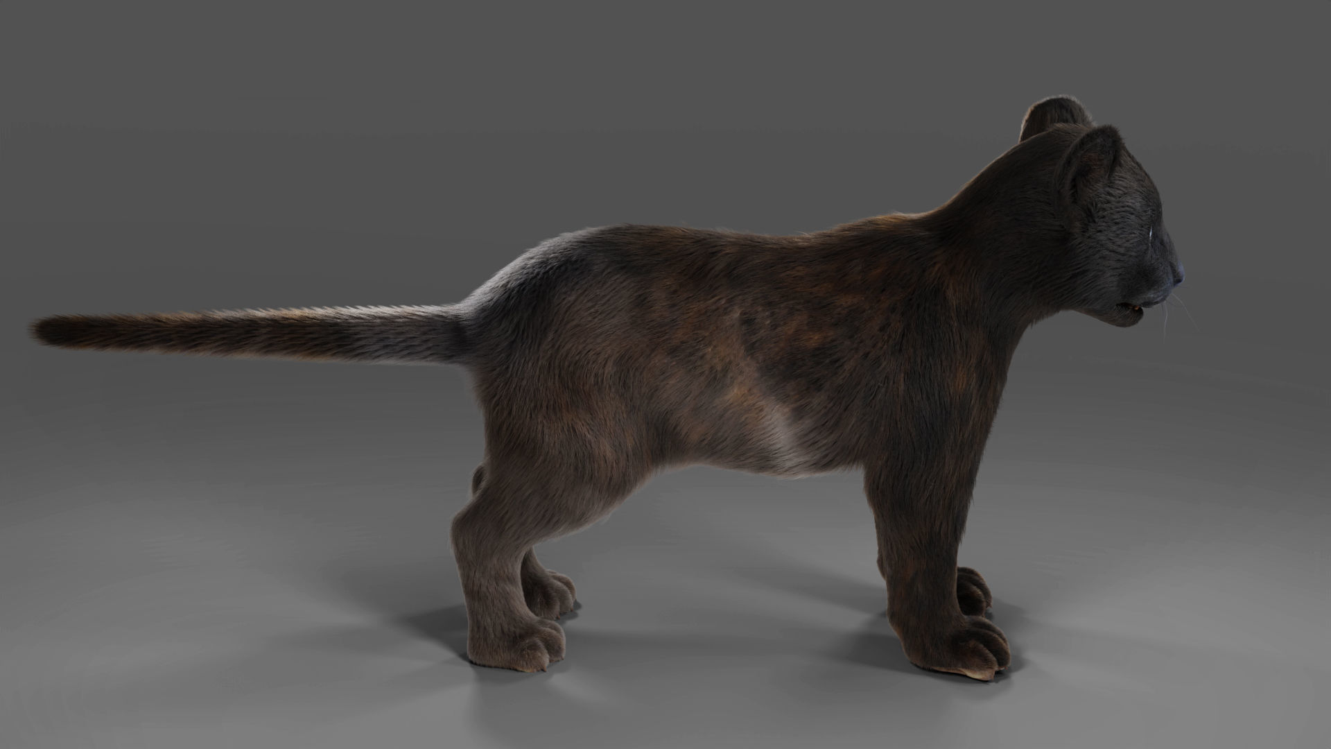 3D Fur Baby Black Panther NO Rigged in Blender Low-poly 3D model_2