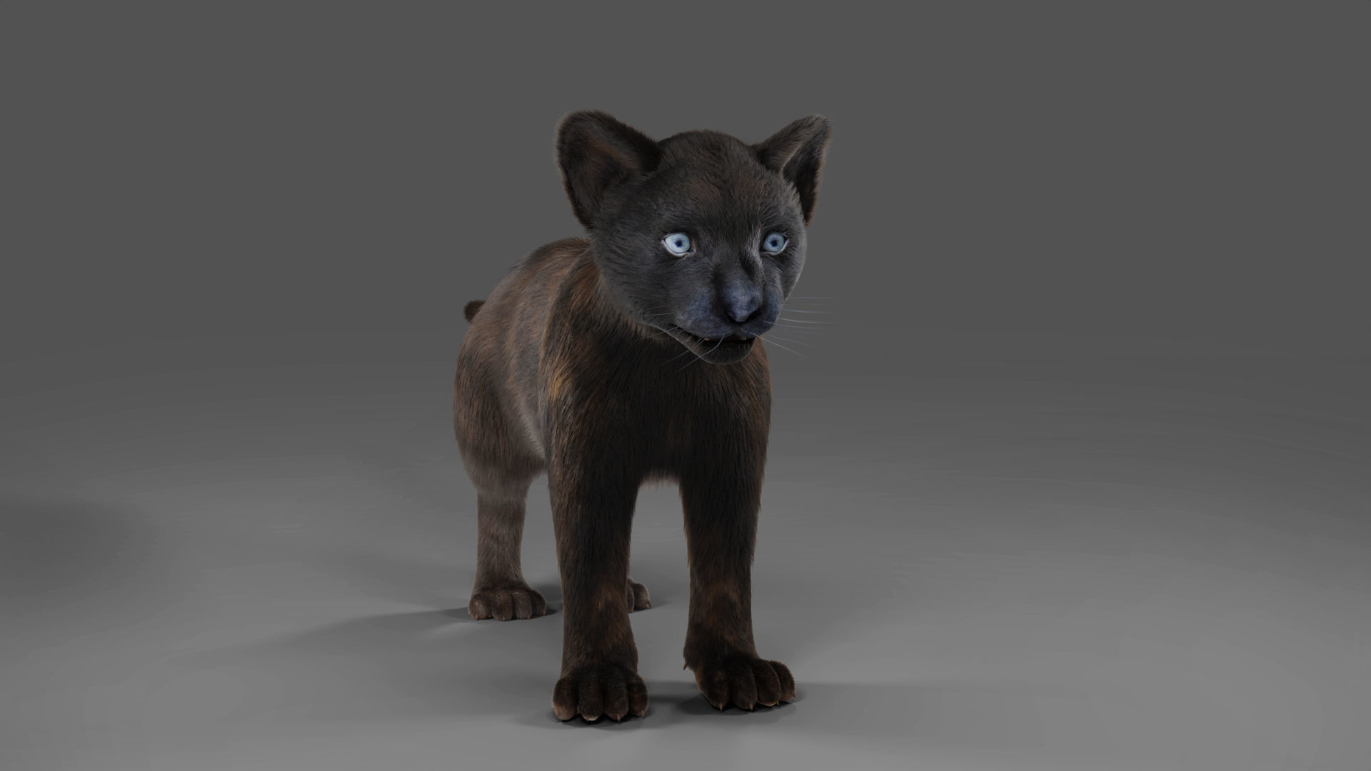 3D Fur Baby Black Panther NO Rigged in Blender Low-poly 3D model_1