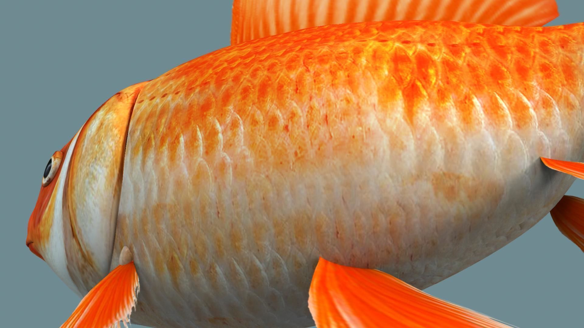 Gold fish 3D model_19
